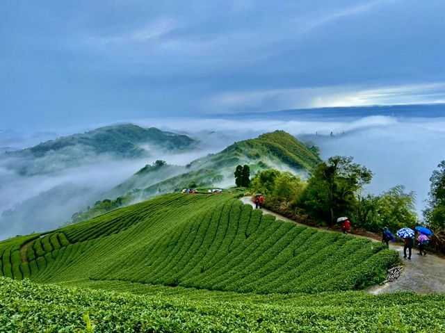 雲嘉連峰縱走巡禮～看茶園賞雲海及鐵道
