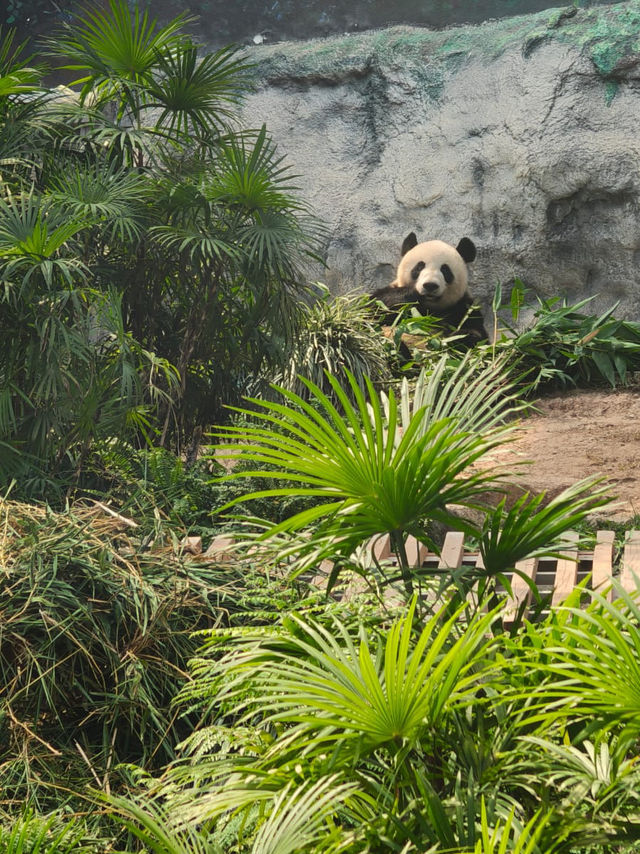 可愛的小熊貓落在澳門🐼🐼