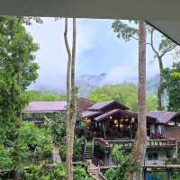 Living the Jungle Dream at Rock & Tree House Resort