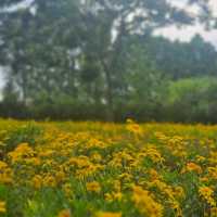 ทะเลสาบต้ากวน one day in kunmimg