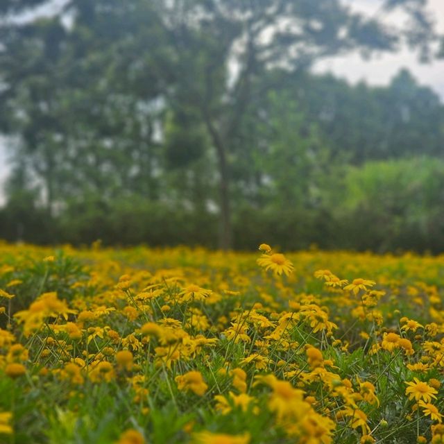 ทะเลสาบต้ากวน one day in kunmimg