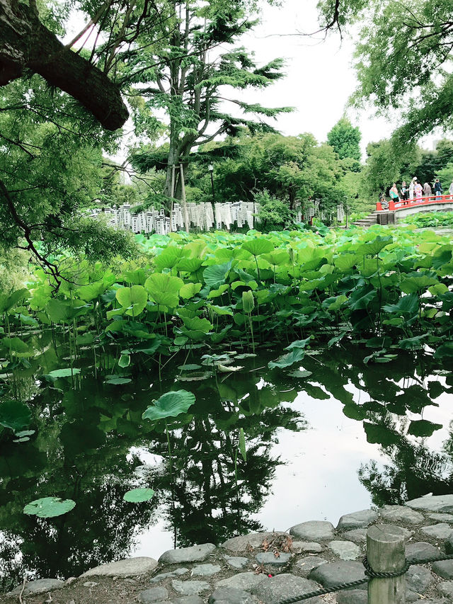 【鎌倉　もうすぐ開花する鶴岡八幡宮のハス池🪷と快適なカフェ】