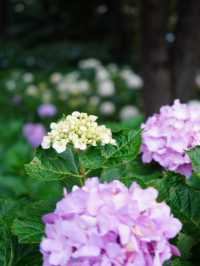 【群馬】紫陽花とホタルが鑑賞できる公園