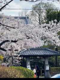 京都必去景點（七）哲學之道⛩️京都漫步  