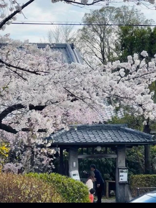 京都必去景點（七）哲學之道⛩️京都漫步  