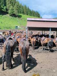 A Memorable Return Journey from Fairy Lake Horseback Riding Trip