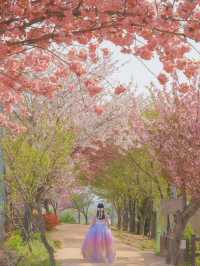 내가 사랑한 경주의 봄🌸❤️