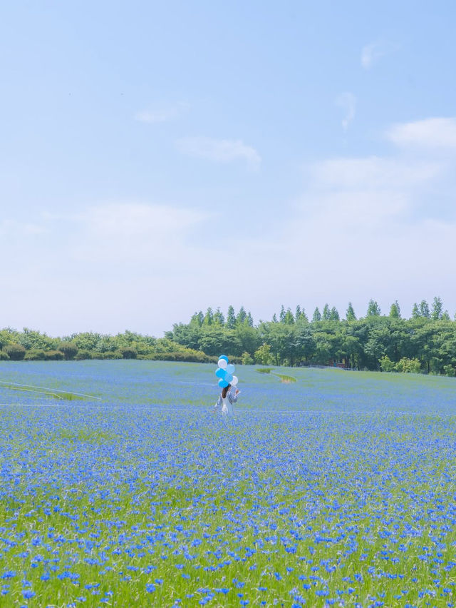 (실시간) 파란 물결 시작된 아그로랜드🌿💙