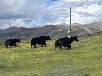  🏔️ Escape to the Last Shangri-La — Daocheng Yading (稻城亚丁)