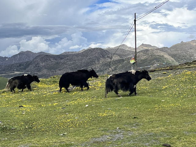  🏔️ Escape to the Last Shangri-La — Daocheng Yading (稻城亚丁)