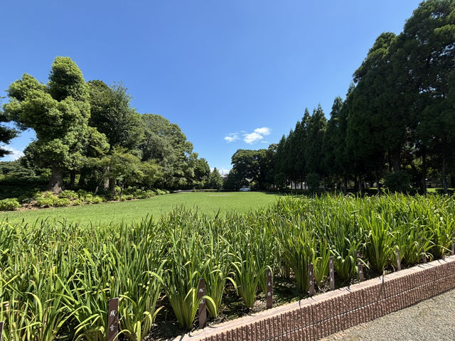 熊本水前寺成趣園-肥後六花