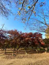 Autumn at Seoul Forest (서울숲)