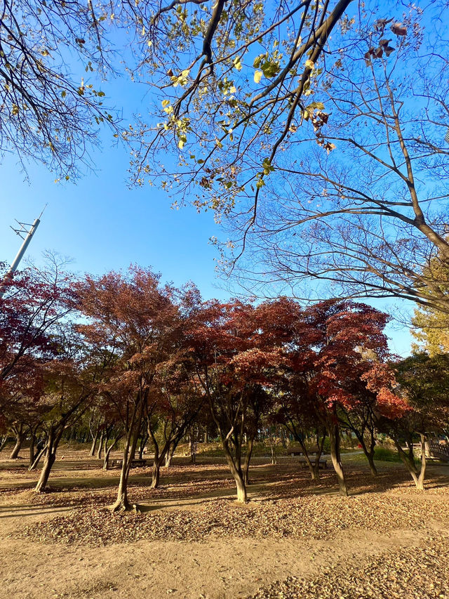 Autumn at Seoul Forest (서울숲)