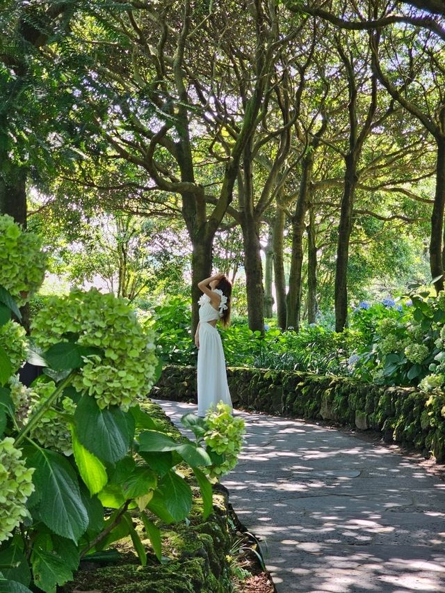 冬の赤い椿、夏のアジサイ。季節を感じる自然散策をカメリアヒルで🍃