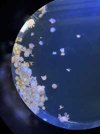 東北の海と生命の魅力が詰まった仙台うみの杜水族館へ行くべき五つの理由🇯🇵✈️🌏