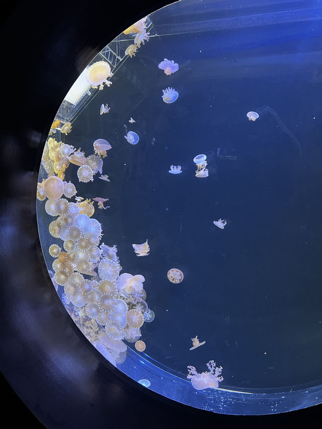 東北の海と生命の魅力が詰まった仙台うみの杜水族館へ行くべき五つの理由🇯🇵✈️🌏
