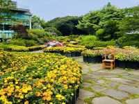 A Thrilling Challenge in Jeju's Green Labyrinths