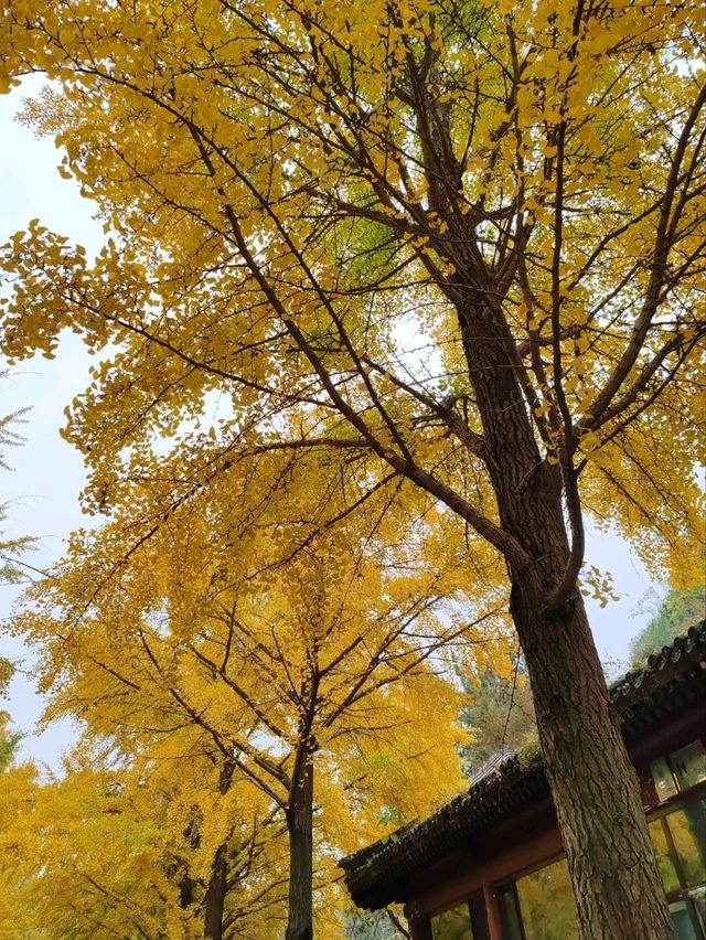 First Glimpse: The Ginkgo Boulevard of Yuanmingyuan