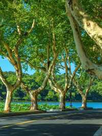 West Lake in August – A Summer Energy Boost