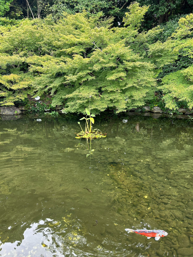 🇯🇵日本✈️名古屋池泉式庭園德川園