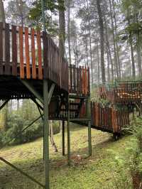 A Thrilling Sensation Crossing the Wood Bridge in Orchid Forest Cikole