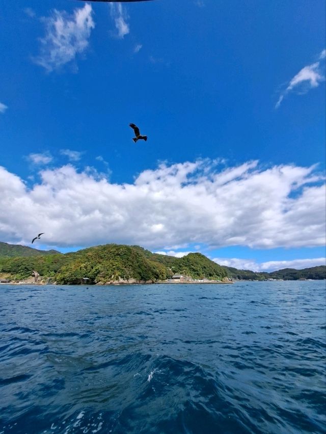 京都｜伊根之海與鷹鳥海鷗同遊船