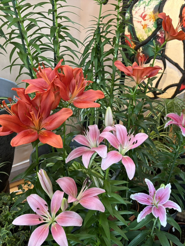 鳥取花迴廊🌸 大山腳下的夢幻花園