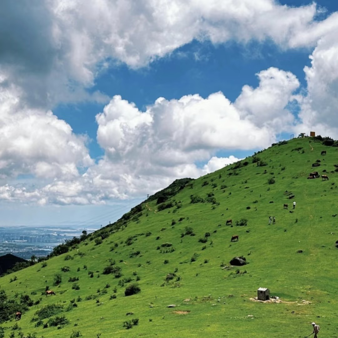 Xie Xieshan 🌿 Cánh đồng xanh giữa đàn bò rừng 🐂