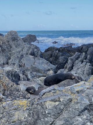 Nature’s Canvas: Exploring New Zealand’s Living Landscapes 
