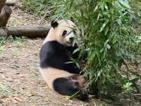 แพนด้า 🐼....เฉิงตู
