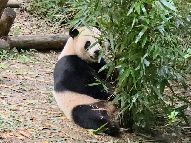 แพนด้า 🐼....เฉิงตู