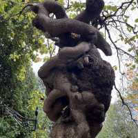 Megunticook Falls – Camden’s Cascade at the Heart of Town