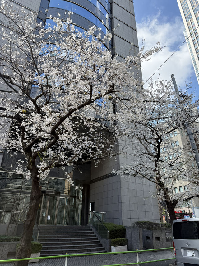 2025.03.28 櫻花季東京獨旅五天四夜行程 p6 第四天行程大公開(1.愛宕一帶) 2025.03.28 櫻花季東京獨旅五天四夜行程 p6 第四天行程大公開(1.愛宕一帶)