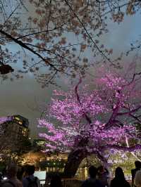 2025.03.28 櫻花季東京獨旅五天四夜行程 p6 第四天行程大公開(5.17:30千鳥淵（千鳥ヶ淵）)