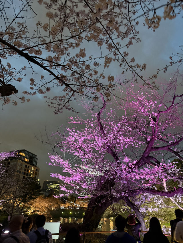 2025.03.28 櫻花季東京獨旅五天四夜行程 p6 第四天行程大公開(5.17:30千鳥淵（千鳥ヶ淵）)