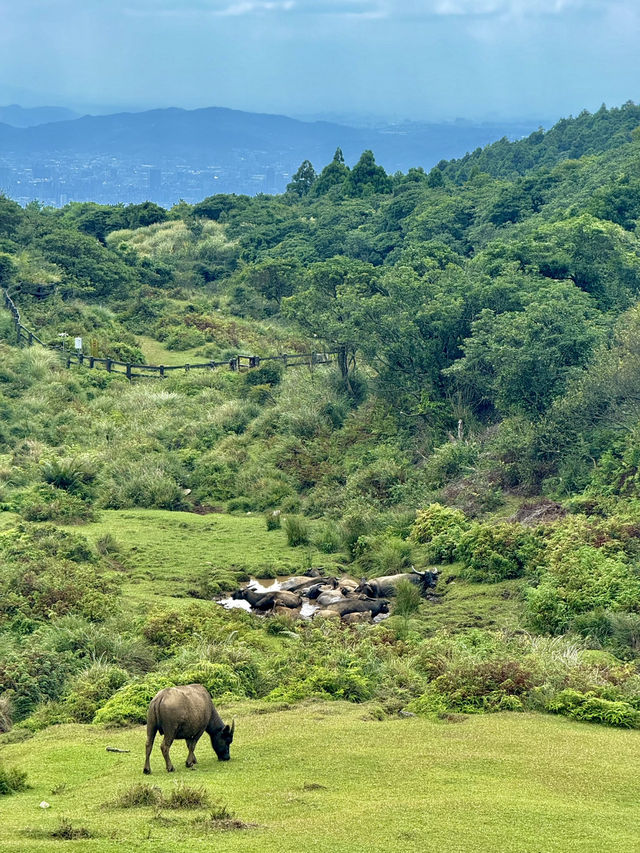 Escape to YangMingShan (QingTiangGang & LengShuiKeng) 🍃🌳