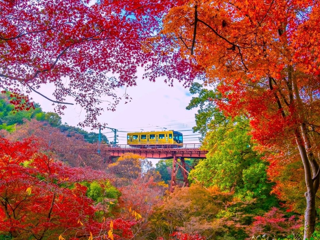 紅葉×ハイキング⛰️高尾山で1日楽しむ | Trip.com 八王子