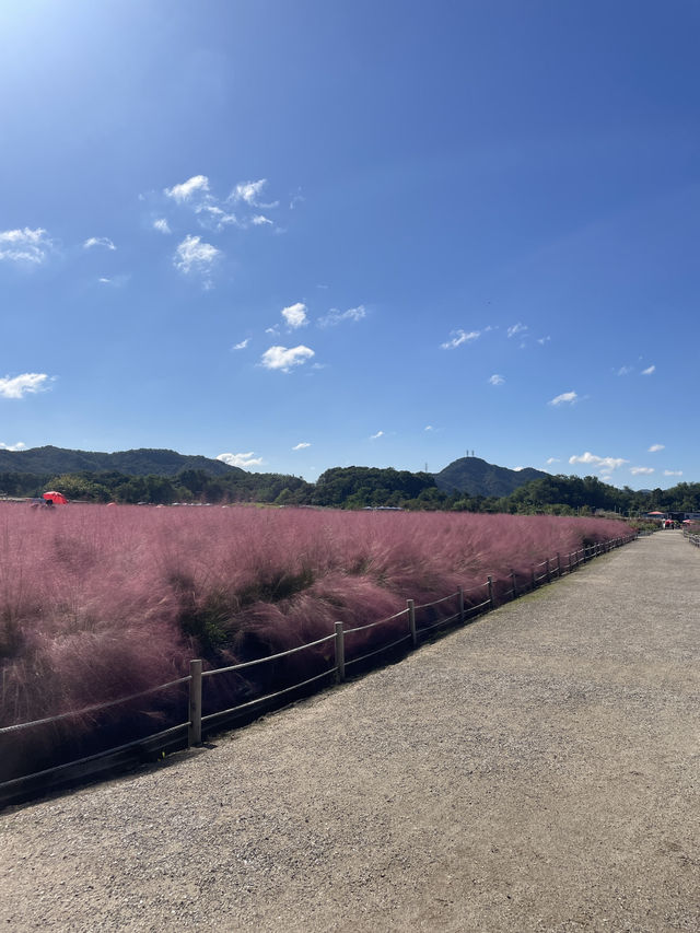 Best autumn escapes near Seoul-Nari Park in Yangju