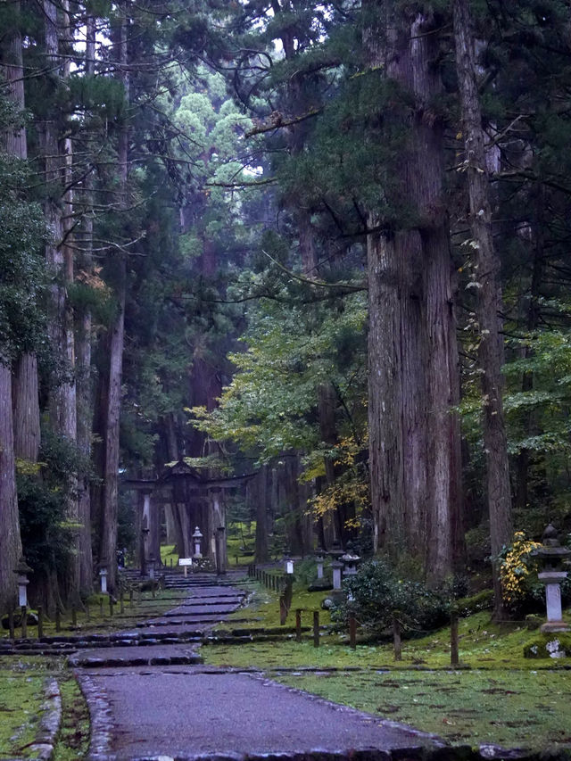 神秘的な参道 杉と石畳を覆う苔に魅了されます。 神秘的な参道 杉と石畳を覆う苔に魅了されます。