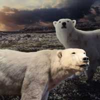 Wonders of Wildlife: Museum of Nature – Zoology