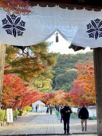 🍁 A Breathtaking Autumn at Eikando, Kyoto