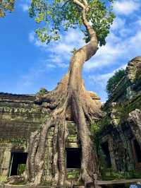 🛕タ・プローム寺院(Ta Prohm)🌀