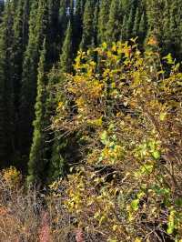 🌿🏔️ Ile-Alatau National Park – The Alpine Gem of Kazakhstan