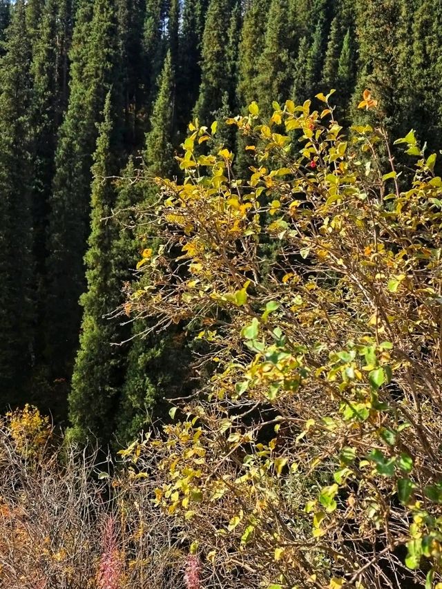 🌿🏔️ Ile-Alatau National Park – The Alpine Gem of Kazakhstan