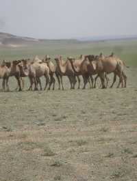 Khongoryn Els - Stunning and Unforgettable