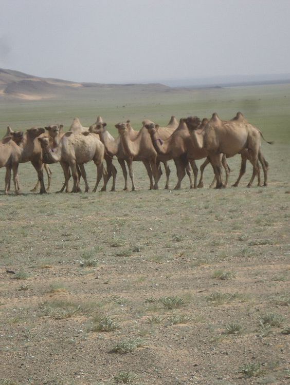 Khongoryn Els - Stunning and Unforgettable