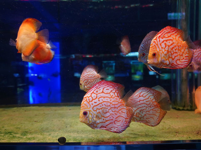 農業科技園區觀賞水族展示廳 農業科技園區觀賞水族展示廳