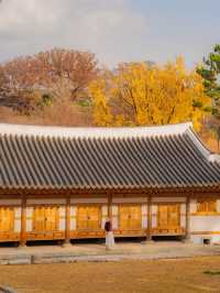 숨은 은행나무 맛집 진주성🤍