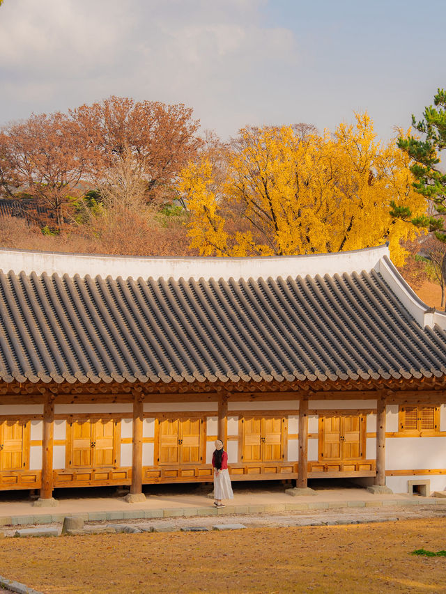 숨은 은행나무 맛집 진주성🤍 숨은 은행나무 맛집 진주성🤍