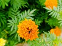 A Cocoa Village Garden Escape